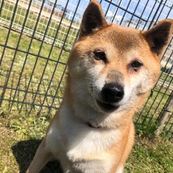 犬猫合同譲渡会 サムネイル2