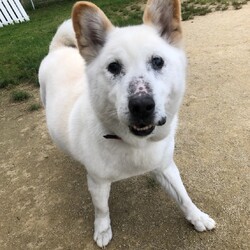 犬猫合同譲渡会 サムネイル3