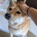 野犬から家庭犬へ～控えめな女の子