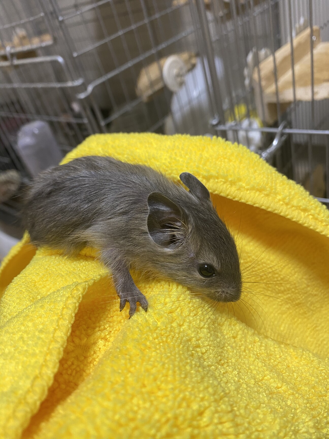 デグーの赤ちゃん 大阪府 小動物の里親募集 ペットのおうち 月間利用者150万人