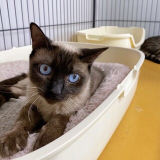 4/18西千葉ෆ⃛ベタ慣れ女子ෆ⃛「プリンちゃん」