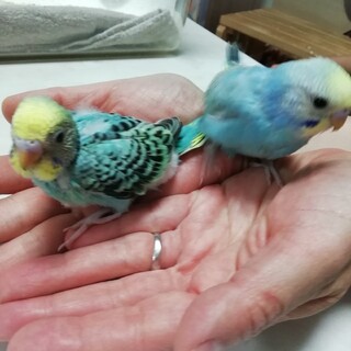 3月産まれの2匹の兄弟、セキセイインコ♪
