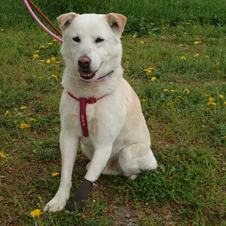 僕の杖になって下さい