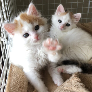 一時募集を停止させていただきます