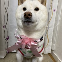 ぶん太