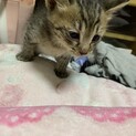 生後約1ヶ月の子猫3匹(現在交渉中)
