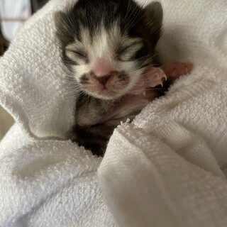 募集一時停止致します