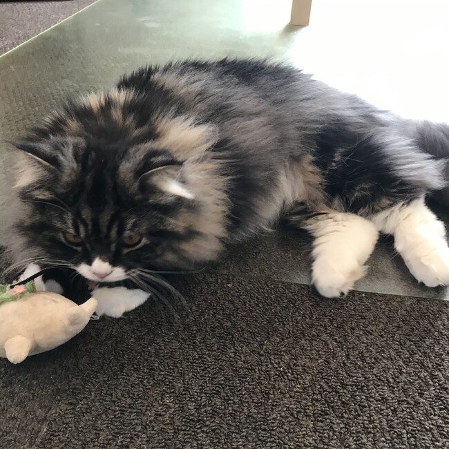 にあのははのカバー写真