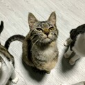 とっても甘えん坊★りりちゃん★