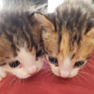 左の子猫♂(生後20日程)