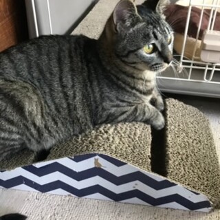 お陰様で近所で良い里親さんが見つかりました