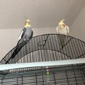 2羽のオカメインコ