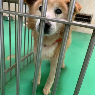 【里親決定】ありがとうございました！