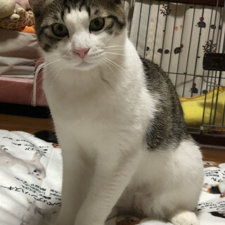 【多頭崩壊レスキュー】大きな手足のキジ白くん
