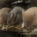 3/27生まれのゴールデンハムスター