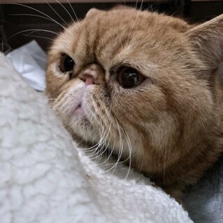 エキゾチックショートヘアの福くん