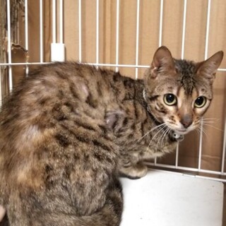 ベンガルのアドルフちゃん