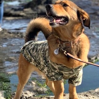 雑種のポパイくん