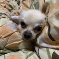 チワワの里親募集