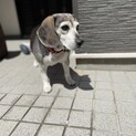 ビーグルのベイリーちゃん❤️