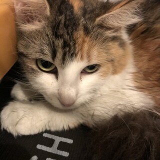 ノルウェージャンのアリナちゃん