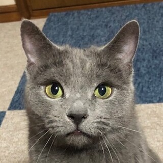 ロシアンブルーのマリアちゃん。