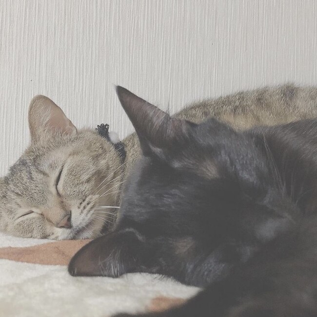 ~ . t’attends ~のカバー写真