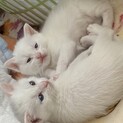 3月21日産まれの子猫ちゃん現在お話中