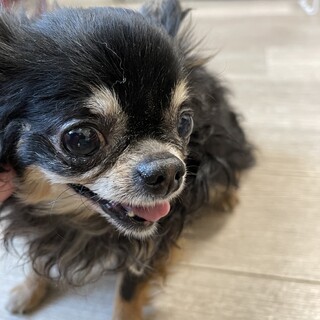 甘ったれチワワ♂コロン君