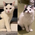 【里親さま決定】白黒長毛&白黒短毛の兄弟