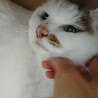 引っ越しで飼い主さんと別れたメロンちゃん サムネイル1