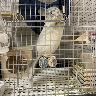 チンチラ パイド8ヶ月の女の子