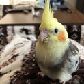 オカメインコ3月2日生まれの雛