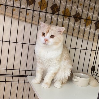 デッド  スコティッシュフォールドです