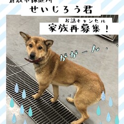 「倉敷のせいじろう君、緊急家族再募集！→卒業！」サムネイル1