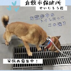 「倉敷のせいじろう君、緊急家族再募集！→卒業！」サムネイル2