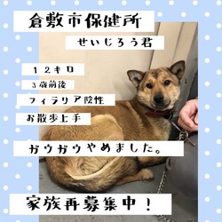 「倉敷のせいじろう君、緊急家族再募集！→卒業！」サムネイル3