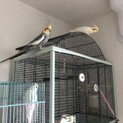 まっしろなセキセイインコ