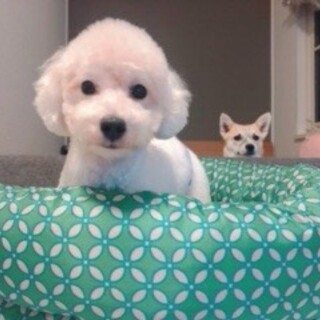 元気な男の子ホワイトトイプードル10ヶ月くらい