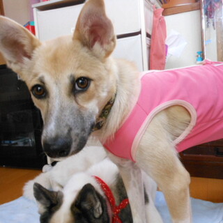 家族ができました！！