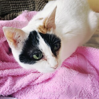 高齢の飼い主さんが亡くなった一人ぼっちのそらちゃん