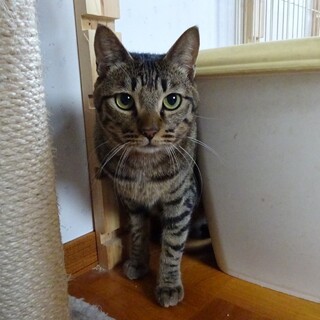 特定非営利活動法人 動物愛護団体 ワンハート大阪が投稿した里親募集 ペットのおうち 月間利用者150万人