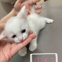 急募(時間がありません)※現在交渉中です。
