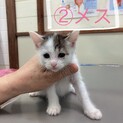 急募(時間がありません)※現在交渉中