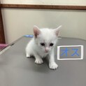 急募(時間がありません)※里親決定しました。