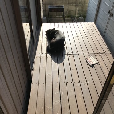 日向ぼっこ。好き。
