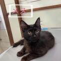 里親募集中です
