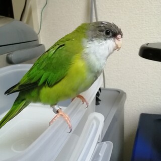 【現在交渉中】半荒　ユウギリインコ　1歳半♂