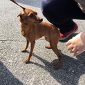 あそぶの大好きミニピンさん