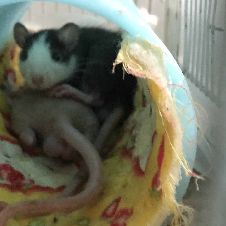 Micky Ratのカバー写真